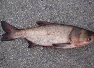 5 Types of Fish You Should Buy Right Away for Their Amazing Health Benefits and Affordable Prices