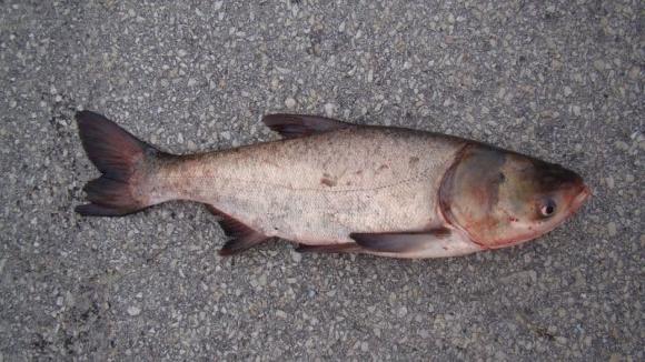 5 Types of Fish You Should Buy Right Away for Their Amazing Health Benefits and Affordable Prices