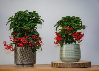 No fortune or luck in these two indoor gardening plants, money flows into the house like water