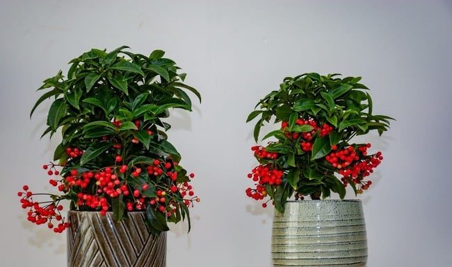 No fortune or luck in these two indoor gardening plants, money flows into the house like water