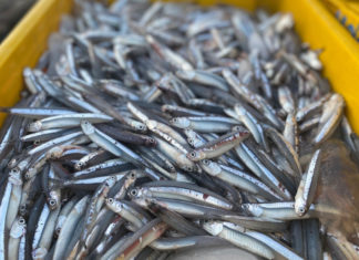 5 Natural Fish, Delicious and Nutritious Like Bird’s Nest: Many People are Unaware but It Sells Out in the Market