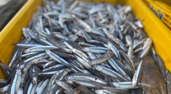 5 Natural Fish, Delicious and Nutritious Like Bird’s Nest: Many People are Unaware but It Sells Out in the Market