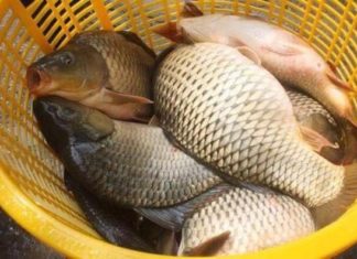 Fresh fish? No need to worry, just wash it with this fruit, the fish will be delicious and odorless