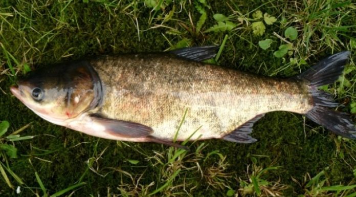 Buy this Natural and Affordable Fish – Just Like Homemade Bird’s Nest