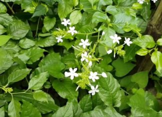 3 Plant Varieties Snakes Love – For a Peaceful Home