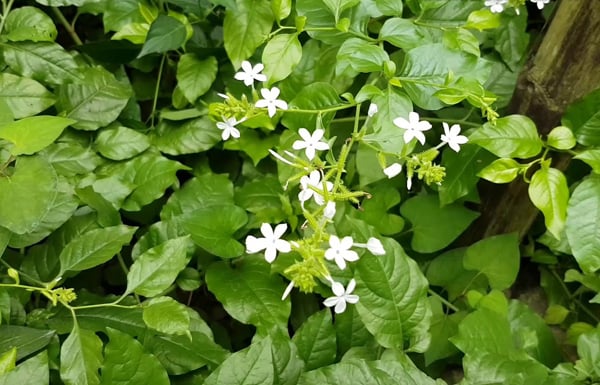 3 Plant Varieties Snakes Love – For a Peaceful Home