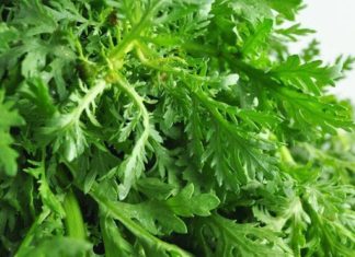 5 Must-Buy Greens: Organic and Healthy for You