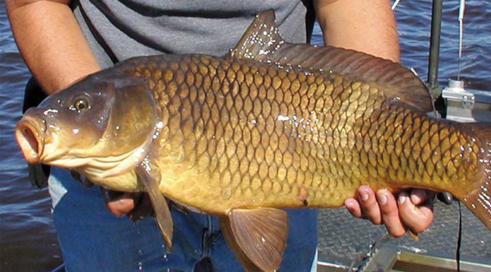 8 Nutrient-rich ‘Superfish’ as Good as ‘Cordyceps’, Eat Comfortably without Worrying about Weight Gain