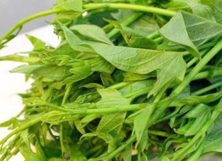 Don’t hesitate to buy these 8 types of vegetables when you go to the market: Equally nutritious as ginseng, pesticide-free.