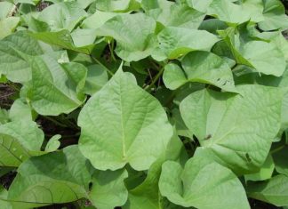 8 Clean and Nutritious Vegetables You Should Grab at the Market: Fresh and Pesticide-free, No Worries!