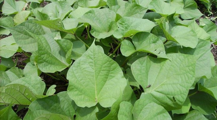 8 Clean and Nutritious Vegetables You Should Grab at the Market: Fresh and Pesticide-free, No Worries!