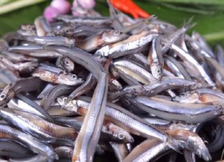 Meet these 5 amazing fishes at the market: Natural fish with delicious meat and medicinal benefits