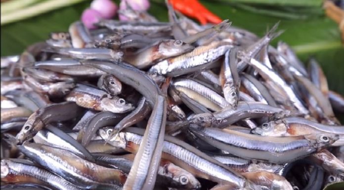 Meet these 5 amazing fishes at the market: Natural fish with delicious meat and medicinal benefits