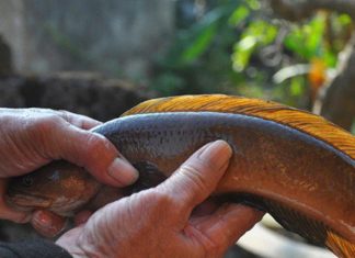 2 types of fish called “blushing” with firm, sweet meat, 100% naturally caught