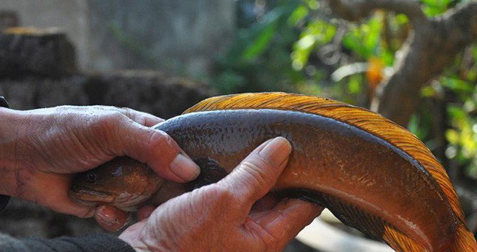 2 types of fish called “blushing” with firm, sweet meat, 100% naturally caught