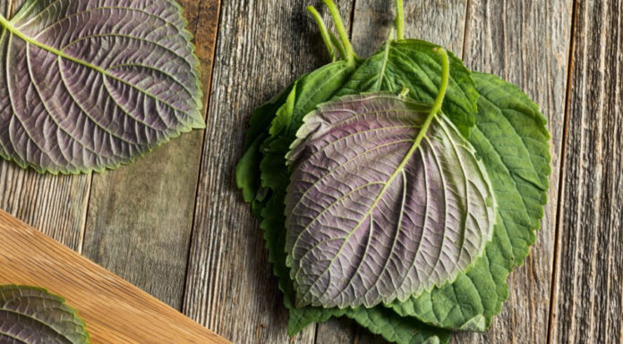 “Popular Japanese ‘regeneration leaves’ discovered and sold in Vietnamese market, loved by all when cooked this way”