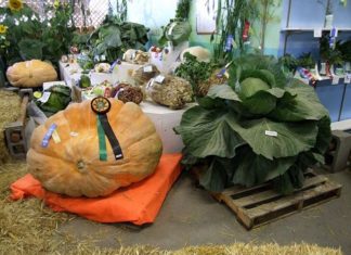 The Most Shocking Giant Fruits and Vegetables Worldwide