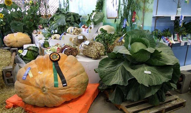 The Most Shocking Giant Fruits and Vegetables Worldwide