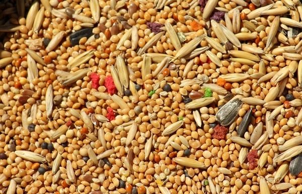 Avoid these foods immediately if you suffer from debilitating migraines