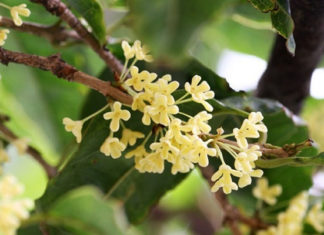 The plant that the wealthy are racing to grow, satisfies all 5 elements, brings in tremendous prosperity