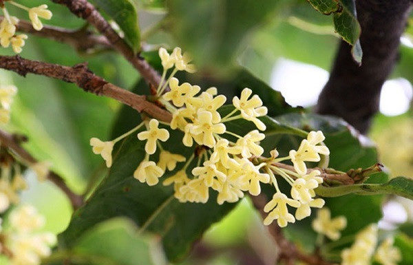 The plant that the wealthy are racing to grow, satisfies all 5 elements, brings in tremendous prosperity