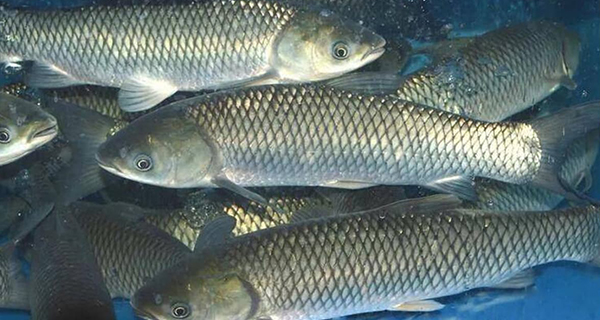 Cooking fish with only onions and ginger is not enough: Add these 2 spices for a non-fishy, delicious and flavorful dish