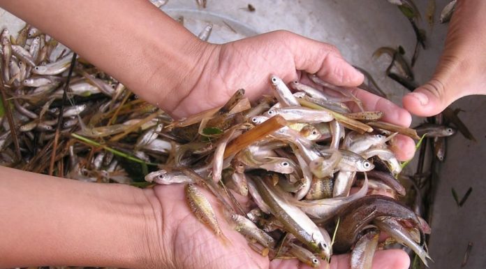 Go to the market and grab this fast: Fish with the benefits of ginseng and bird’s nest, cheap as dirt