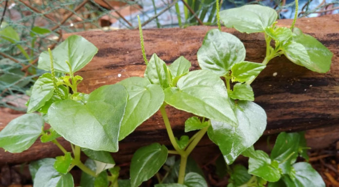 Wild Weeds – A Surprisingly Nutritious and Rare Vegetable for the Wealthy