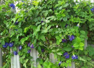 Flower variety that grows on fences is known as “natural beauty,” remember these 3 things when buying for processing