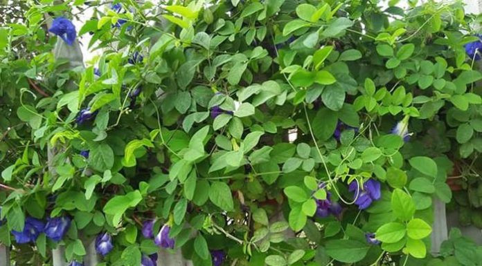 Flower variety that grows on fences is known as “natural beauty,” remember these 3 things when buying for processing