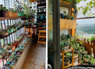 “3 Lucky Plants to Grow on Your Balcony for Wealth and Prosperity”