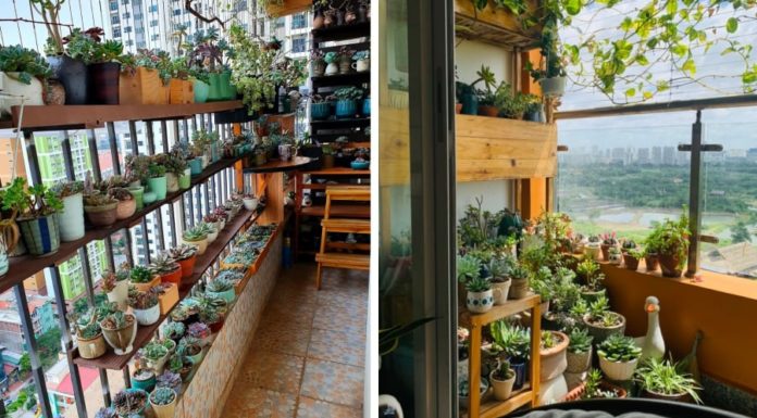 “3 Lucky Plants to Grow on Your Balcony for Wealth and Prosperity”