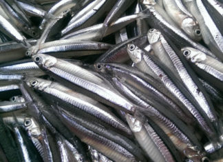 5 Amazing Natural Fishes You Shouldn’t Miss at the Market: Flavorful, Nutritious, and Better Than Ginseng and Bird’s Nest