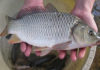Seller reveals how to differentiate wild carp from farmed carp: One look, one clue