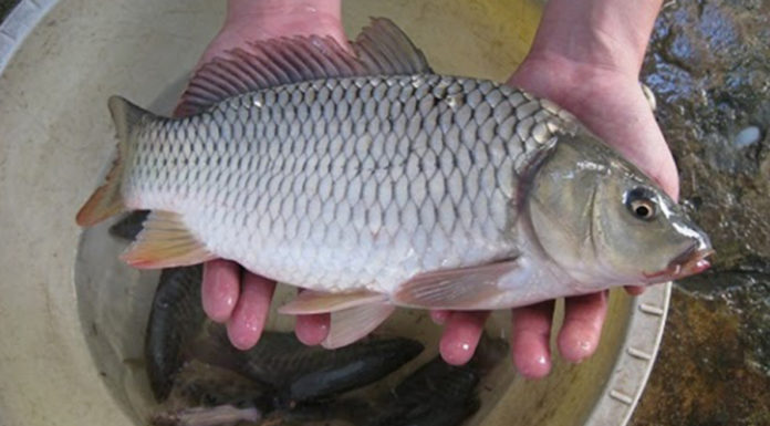 Seller reveals how to differentiate wild carp from farmed carp: One look, one clue