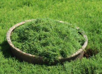 Wild greens are like “heaven’s blessings”, cook them this way to have a special and delicious summer dish