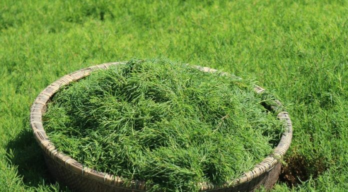 Wild greens are like “heaven’s blessings”, cook them this way to have a special and delicious summer dish