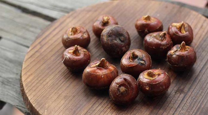 Food that is both a vegetable and a root, and can be used as medicine, make this refreshing soup in no time