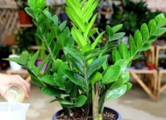The Money Tree’s Fortune: Unlocking a Thriving Plant’s Secrets.