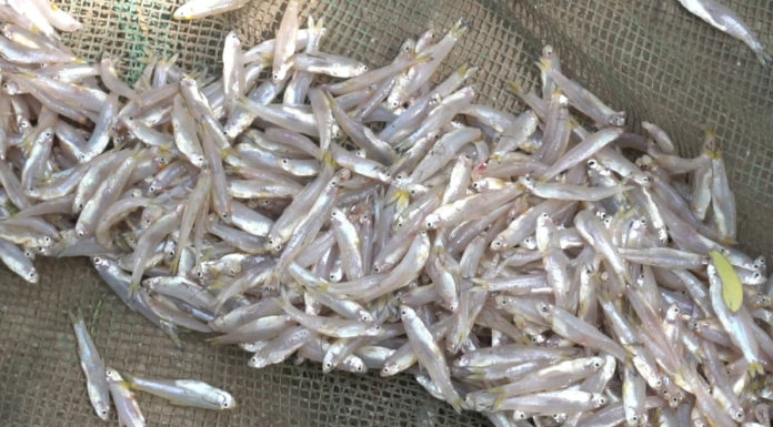 The 5 Types of Fish You Should Immediately Buy When You Go to the Market: Natural, Delicious, and Nutritious as Ginseng and Bird’s Nest
