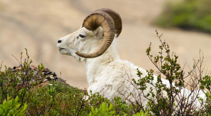 4 Zodiac Sign Blessed by God of Wealth, 2024 Money Will Flow Like Red Ink, 2025 Easy to Become Tycoons