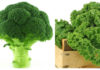 4 vegetable types richer in iron than beef: Affordable and nutritious alternatives to medicine.