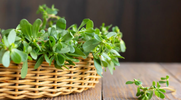 Miracle Weed: Wild Herbs Packed with 20x more Potassium than Avocado, Perfect for Delicious Salads