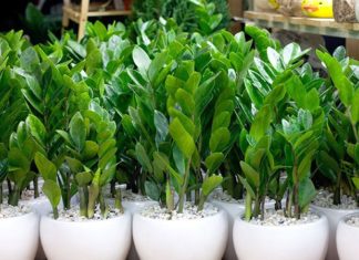 5 Amazing and Meaningful Trees, Perfect for Lunar New Year Gifts