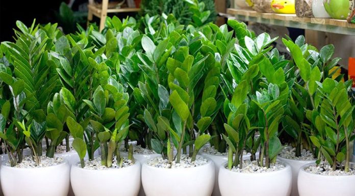 5 Amazing and Meaningful Trees, Perfect for Lunar New Year Gifts