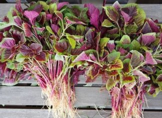 3 Vegetables That Are More Nutritious Than Meat, Cheaper Than Medication, and Valuable as Ginseng and Bird’s Nest: Sold Everywhere But Rarely Consumed