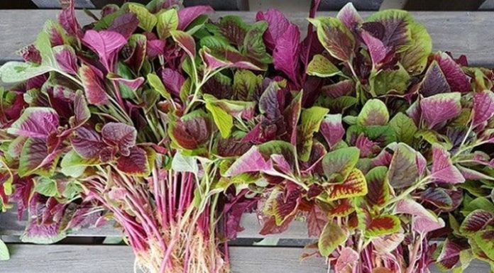 3 Vegetables That Are More Nutritious Than Meat, Cheaper Than Medication, and Valuable as Ginseng and Bird’s Nest: Sold Everywhere But Rarely Consumed