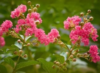 Should I plant bougainvillea flowers in front of my house?