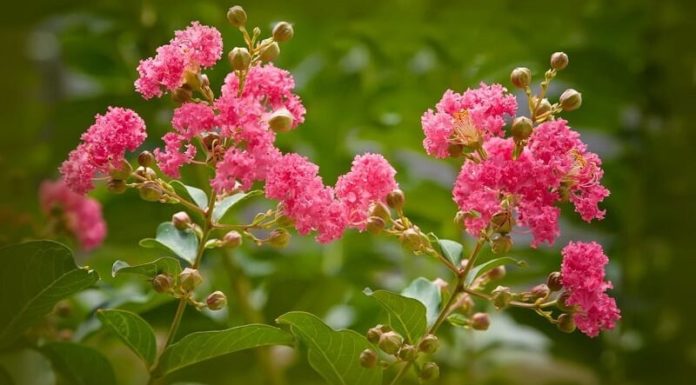 Should I plant bougainvillea flowers in front of my house?