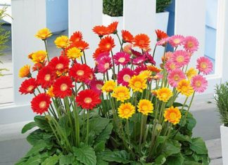 Top 20 Beautiful and Easy-to-Grow Flowers in Vietnam